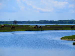 The famous Island horses